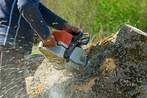 How Our Tree Care Process Works  in  Brunswick, MD